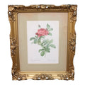 Large Framed Pierre-Joseph Redouté "Rosa Gallica Pontiana" Botanical Print