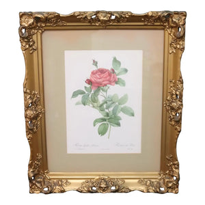Large Framed Pierre-Joseph Redouté "Rosa Gallica Pontiana" Botanical Print