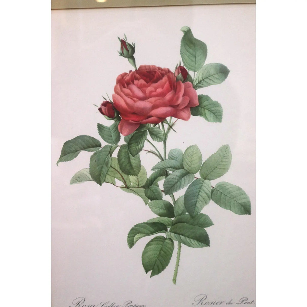 Large Framed Pierre-Joseph Redouté "Rosa Gallica Pontiana" Botanical Print