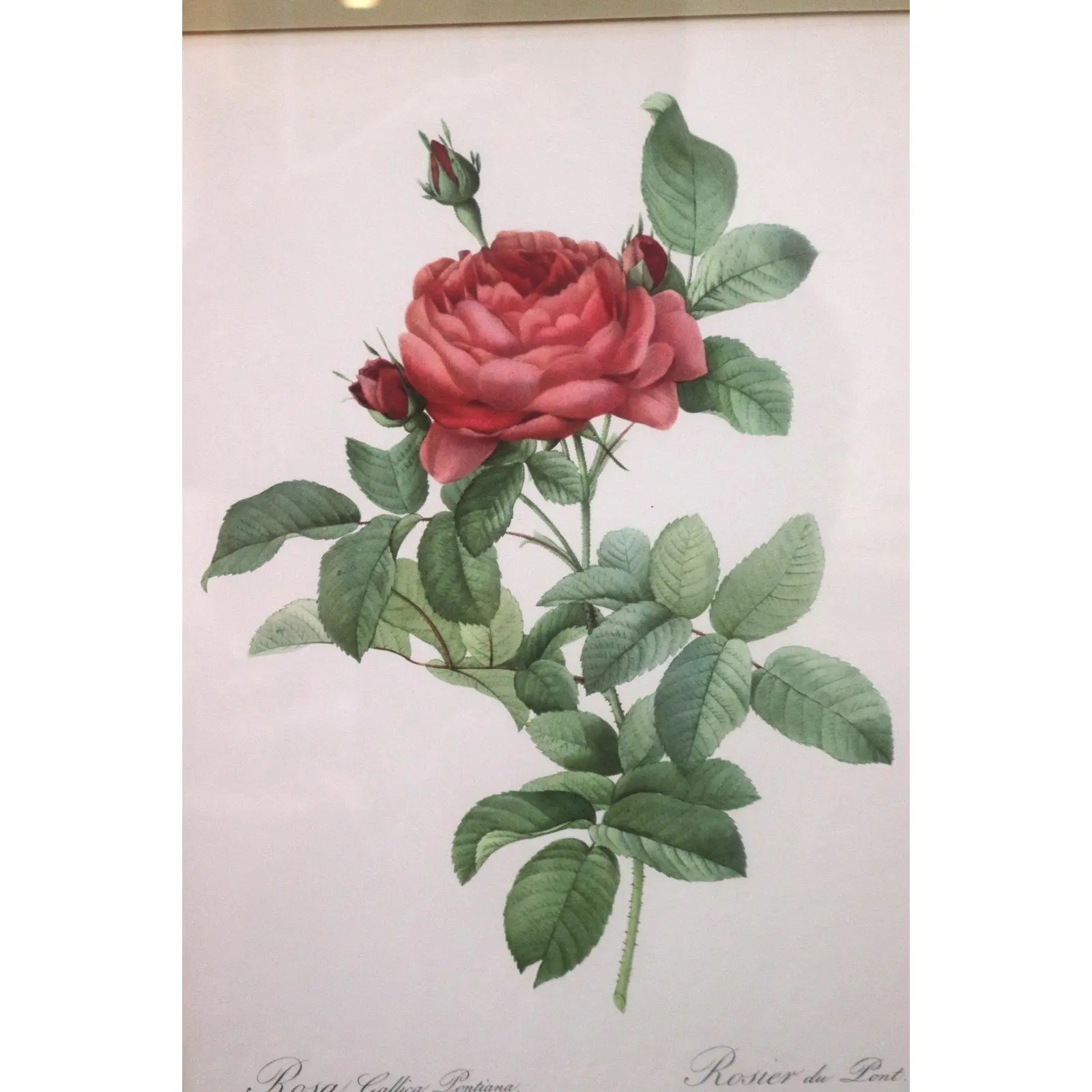 Large Framed Pierre-Joseph Redouté "Rosa Gallica Pontiana" Botanical Print