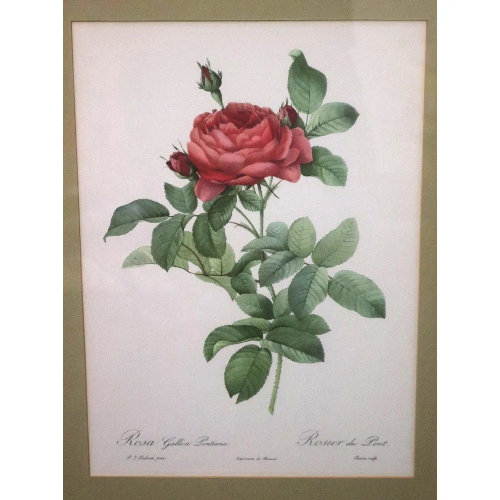 Large Framed Pierre-Joseph Redouté "Rosa Gallica Pontiana" Botanical Print