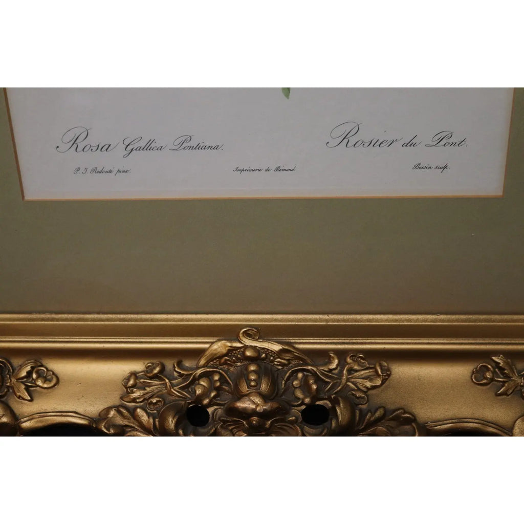 Large Framed Pierre-Joseph Redouté "Rosa Gallica Pontiana" Botanical Print