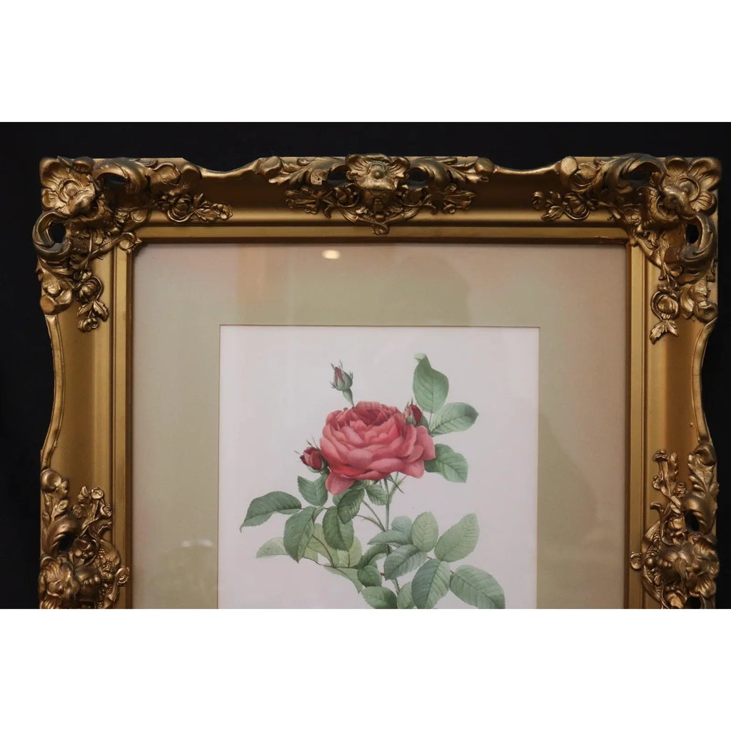 Large Framed Pierre-Joseph Redouté "Rosa Gallica Pontiana" Botanical Print