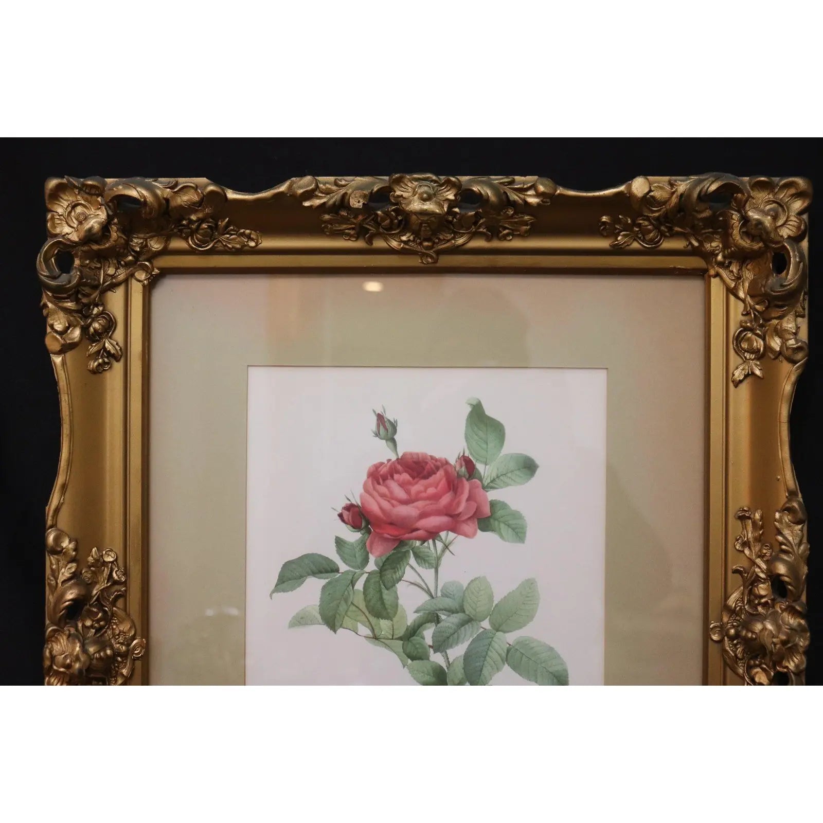 Large Framed Pierre-Joseph Redouté "Rosa Gallica Pontiana" Botanical Print