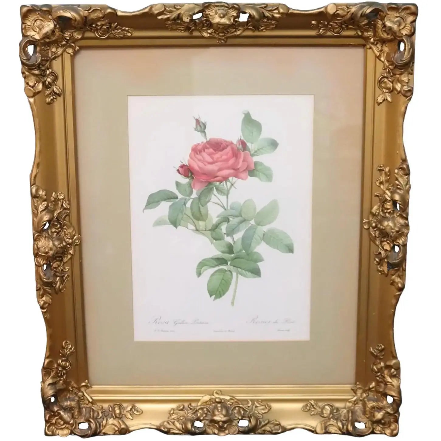 Large Framed Pierre-Joseph Redouté "Rosa Gallica Pontiana" Botanical Print