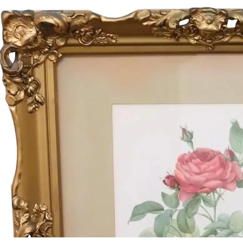 Large Framed Pierre-Joseph Redouté "Rosa Gallica Pontiana" Botanical Print