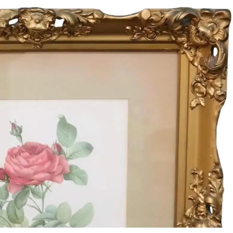 Large Framed Pierre-Joseph Redouté "Rosa Gallica Pontiana" Botanical Print