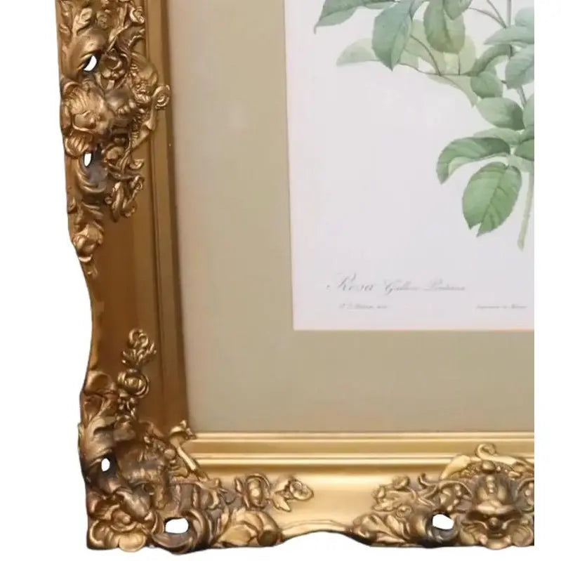 Large Framed Pierre-Joseph Redouté "Rosa Gallica Pontiana" Botanical Print