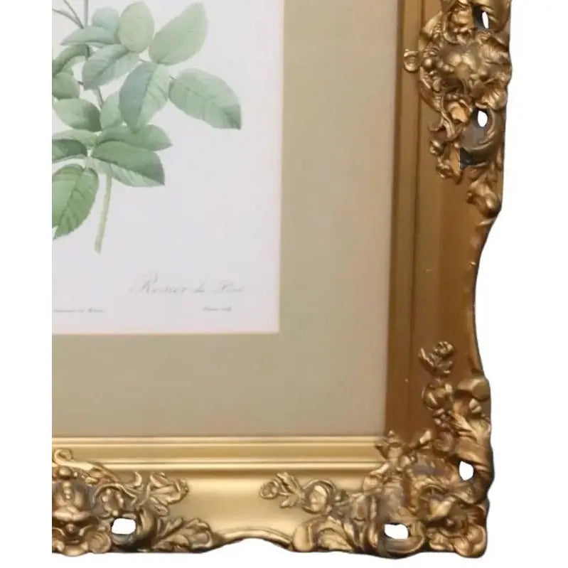 Large Framed Pierre-Joseph Redouté "Rosa Gallica Pontiana" Botanical Print