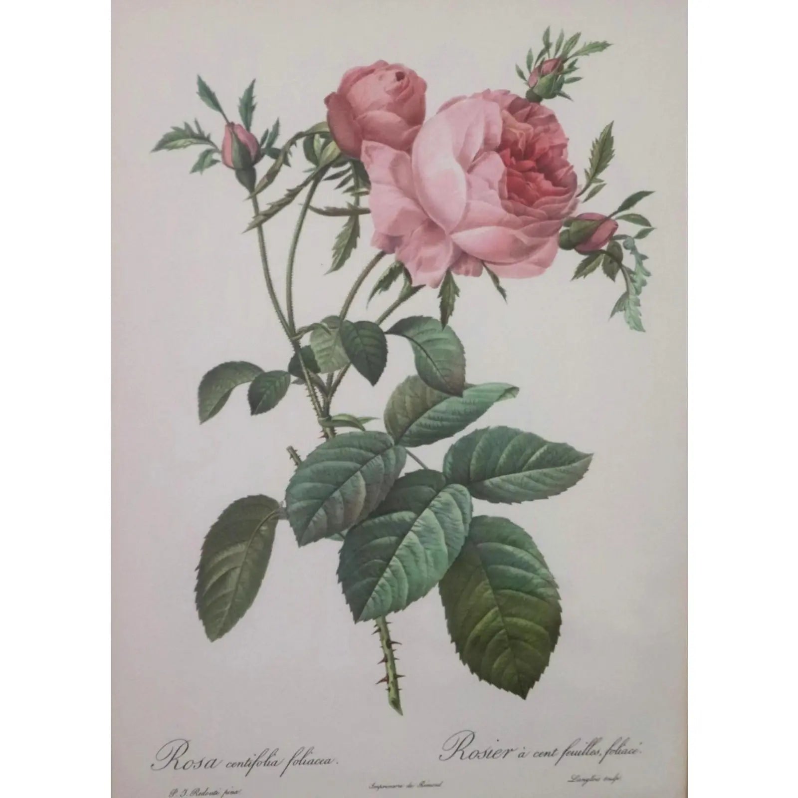 Large Framed Pierre-Joseph Redouté "Rosa Centifolia Foliacea" Botanical Print