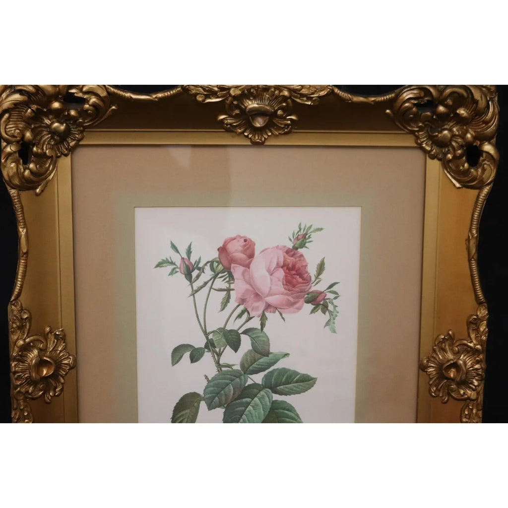 Large Framed Pierre-Joseph Redouté "Rosa Centifolia Foliacea" Botanical Print