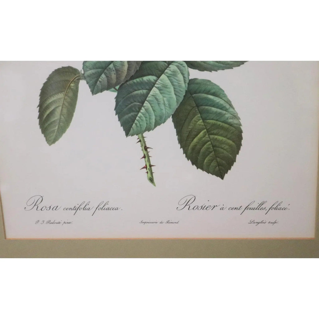 Large Framed Pierre-Joseph Redouté "Rosa Centifolia Foliacea" Botanical Print
