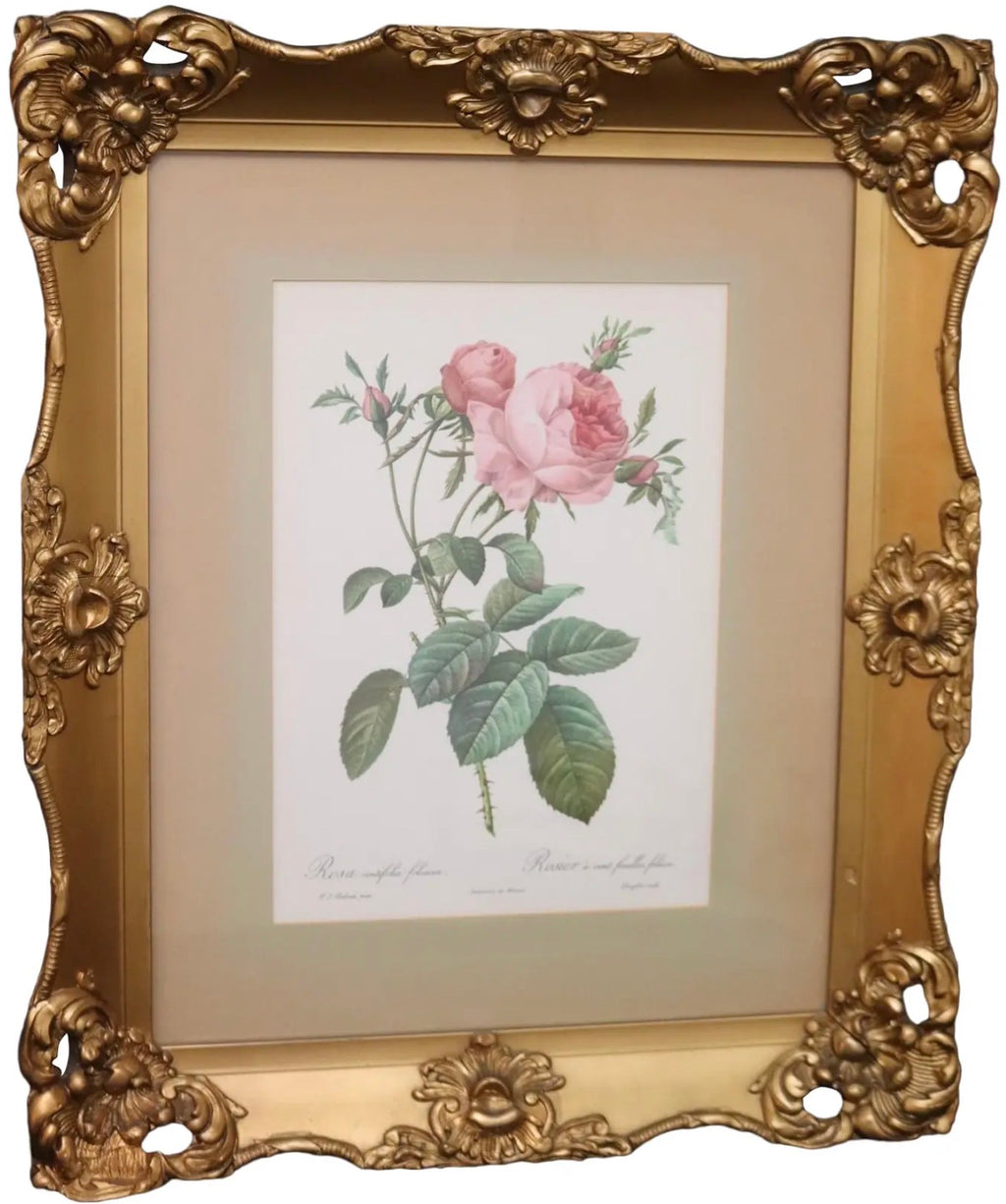 Large Framed Pierre-Joseph Redouté "Rosa Centifolia Foliacea" Botanical Print