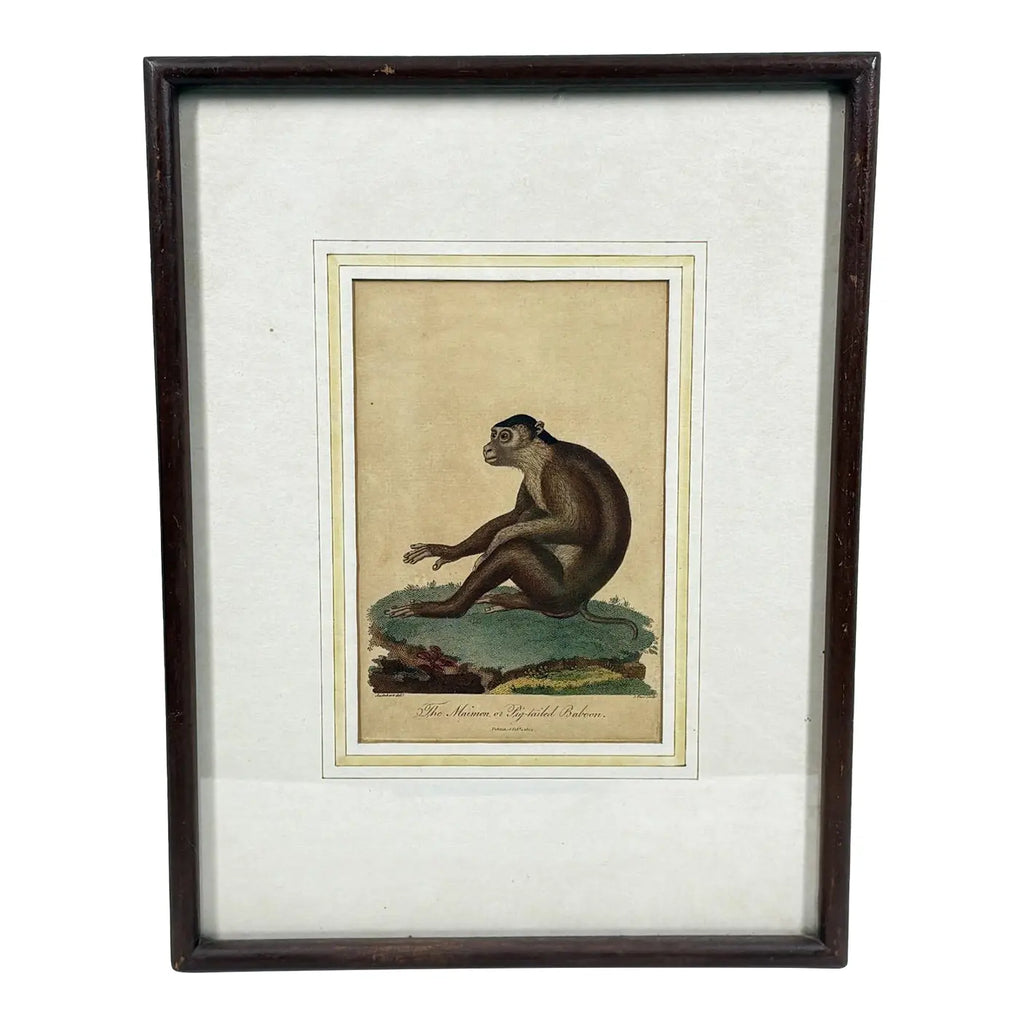 The Maimon, or Pig-Tailed Baboon - An Exceptional 18th-Century Natural History Engraving