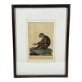 The Maimon, or Pig-Tailed Baboon - An Exceptional 18th-Century Natural History Engraving