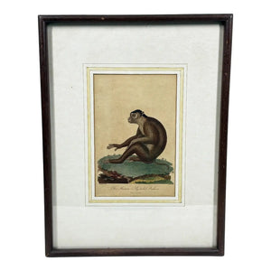 The Maimon, or Pig-Tailed Baboon - An Exceptional 18th-Century Natural History Engraving