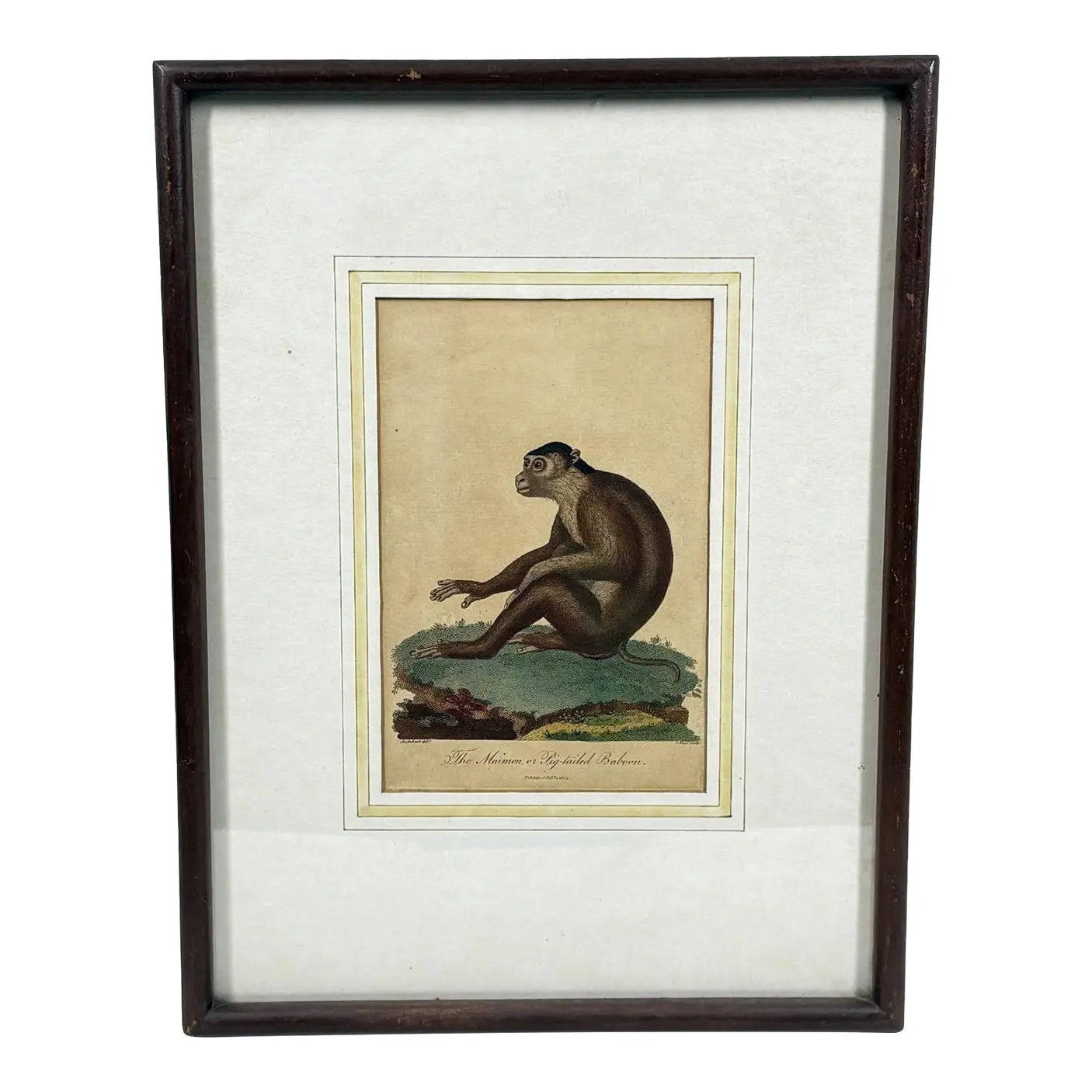 The Maimon, or Pig-Tailed Baboon - An Exceptional 18th-Century Natural History Engraving