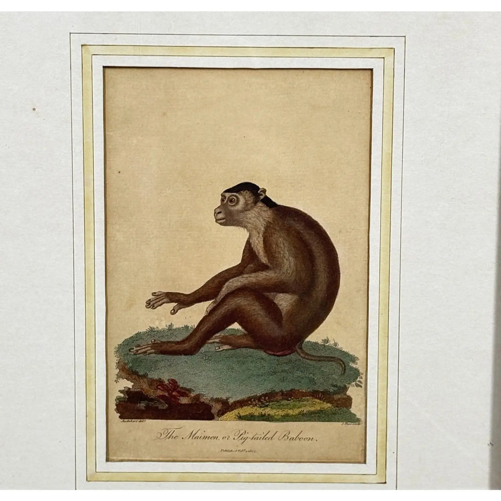 The Maimon, or Pig-Tailed Baboon - An Exceptional 18th-Century Natural History Engraving