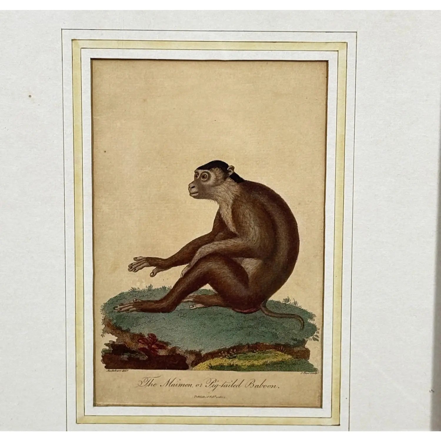 The Maimon, or Pig-Tailed Baboon - An Exceptional 18th-Century Natural History Engraving