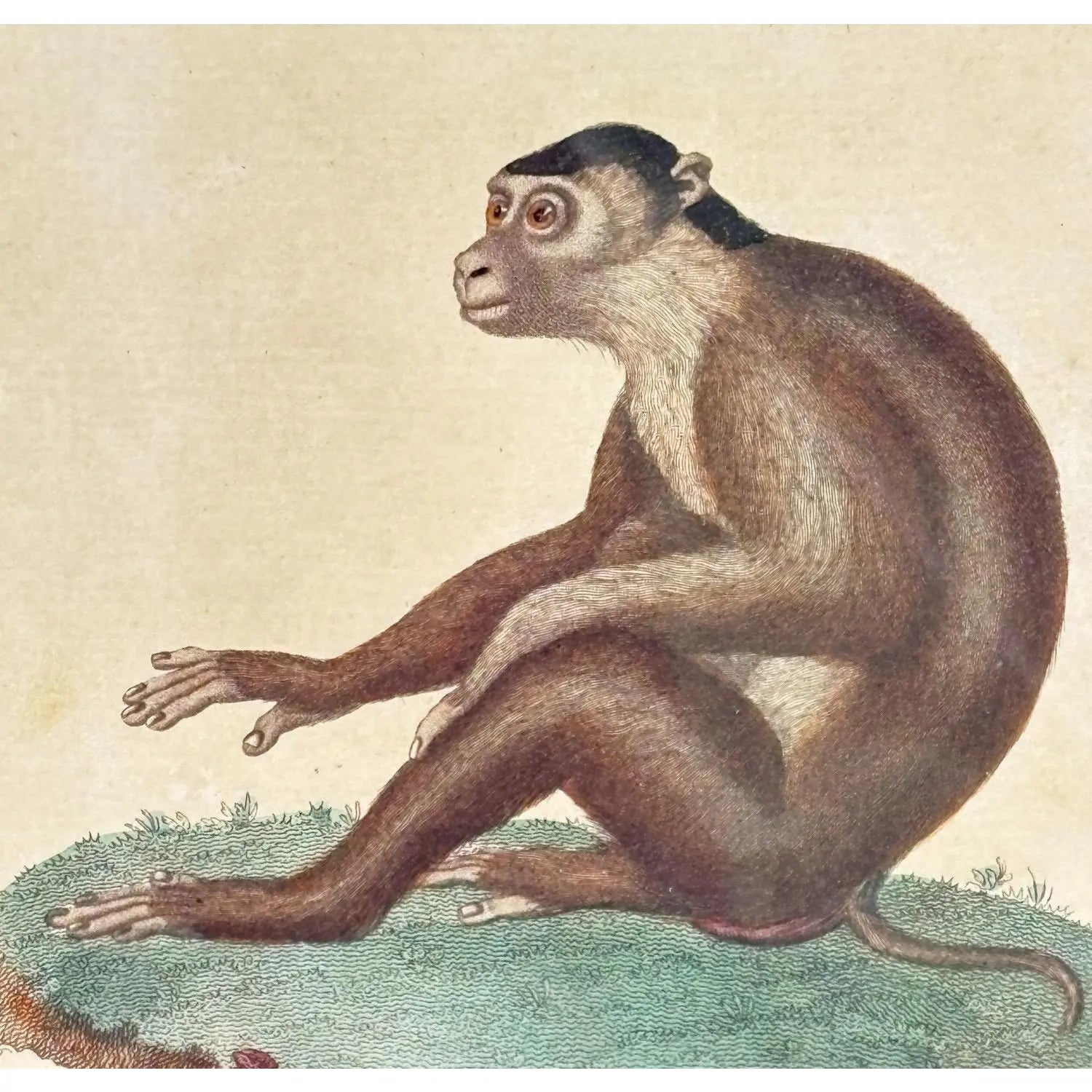 The Maimon, or Pig-Tailed Baboon - An Exceptional 18th-Century Natural History Engraving