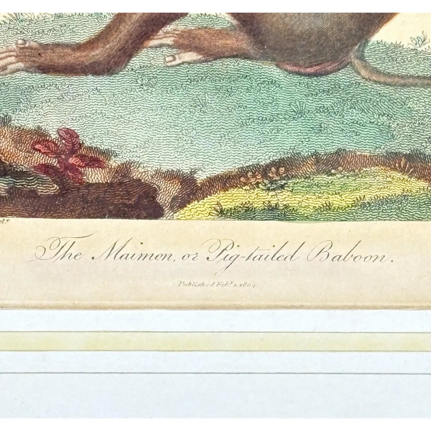 The Maimon, or Pig-Tailed Baboon - An Exceptional 18th-Century Natural History Engraving