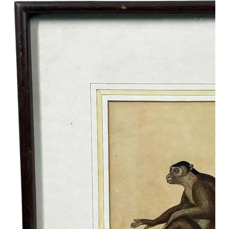 The Maimon, or Pig-Tailed Baboon - An Exceptional 18th-Century Natural History Engraving