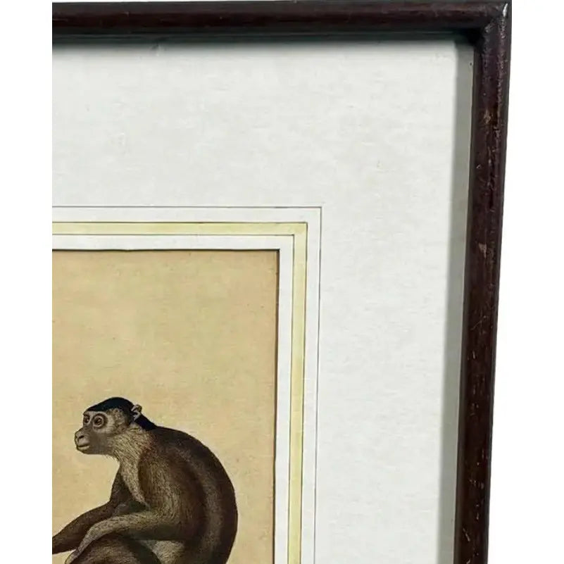 The Maimon, or Pig-Tailed Baboon - An Exceptional 18th-Century Natural History Engraving