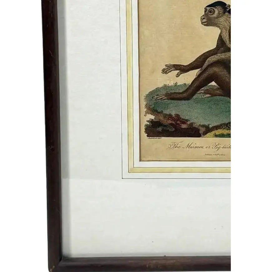 The Maimon, or Pig-Tailed Baboon - An Exceptional 18th-Century Natural History Engraving