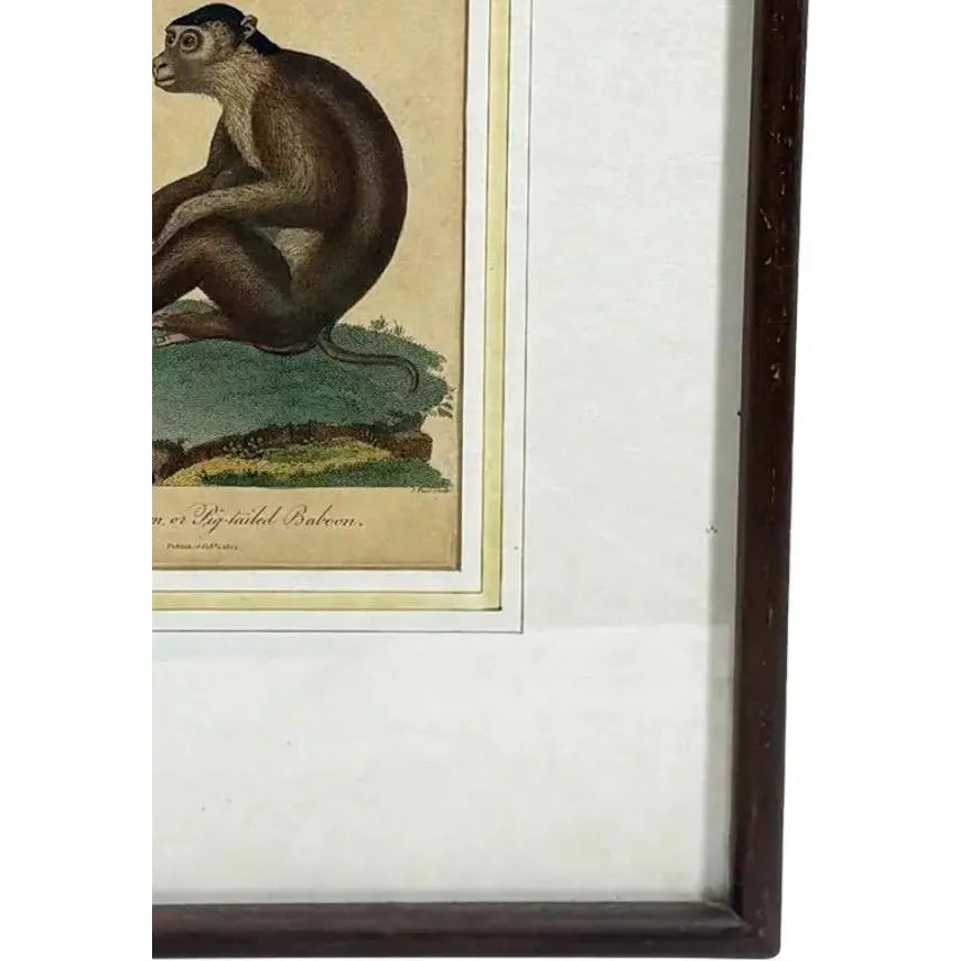 The Maimon, or Pig-Tailed Baboon - An Exceptional 18th-Century Natural History Engraving