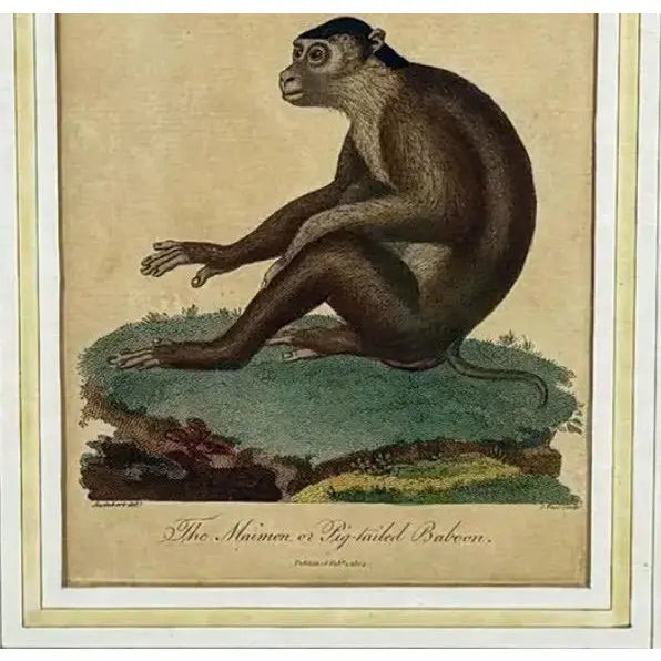The Maimon, or Pig-Tailed Baboon - An Exceptional 18th-Century Natural History Engraving