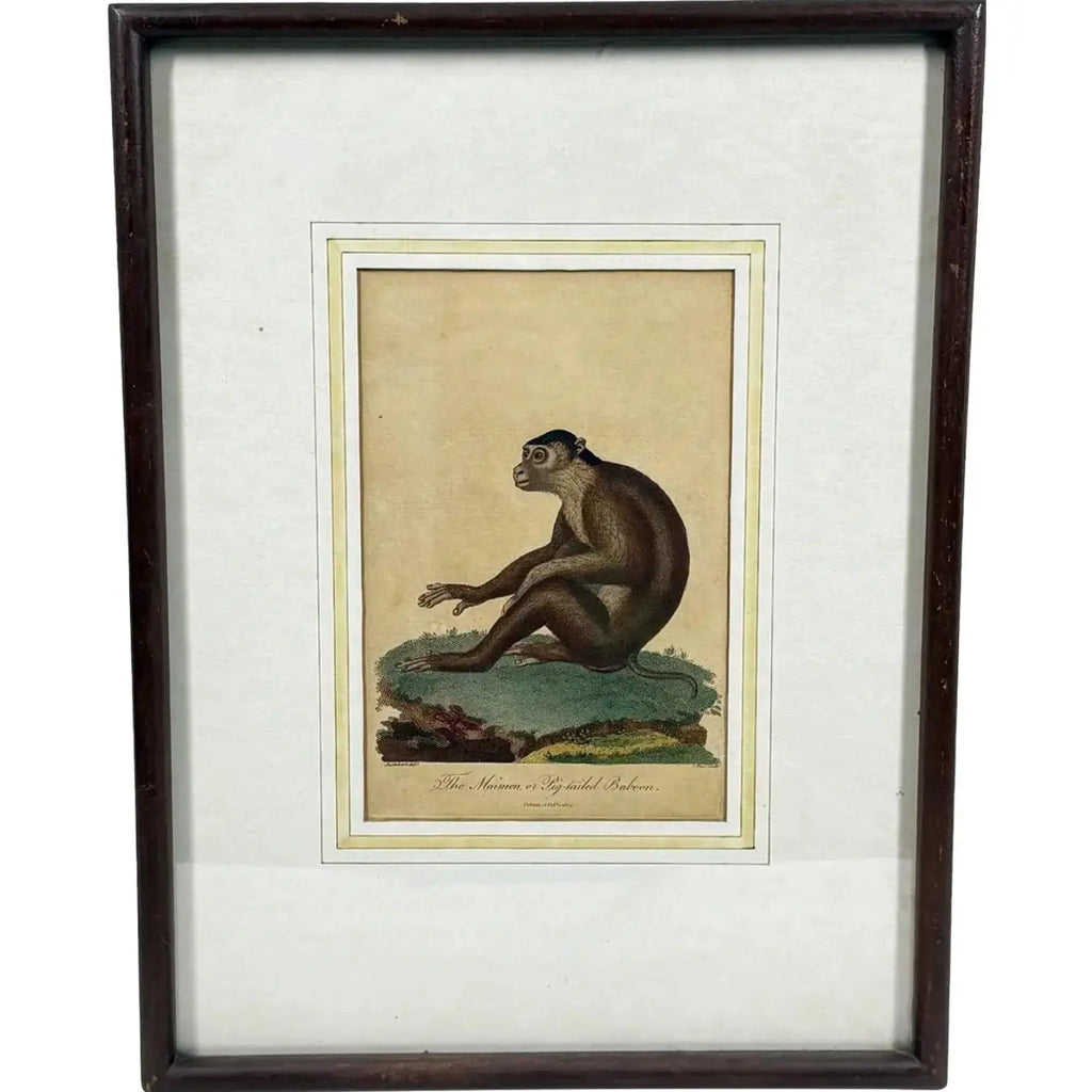The Maimon, or Pig-Tailed Baboon - An Exceptional 18th-Century Natural History Engraving
