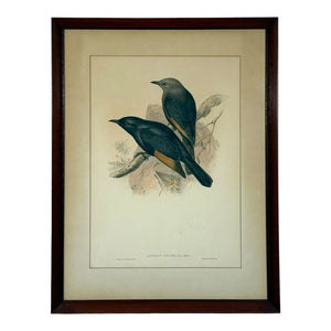 Original 19th Century John Gould & H.C. Richter Hand-Colored Lithograph – Amydrus Tristrami i