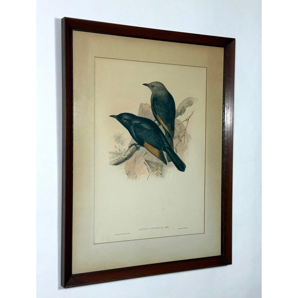 Original 19th Century John Gould & H.C. Richter Hand-Colored Lithograph – Amydrus Tristrami i