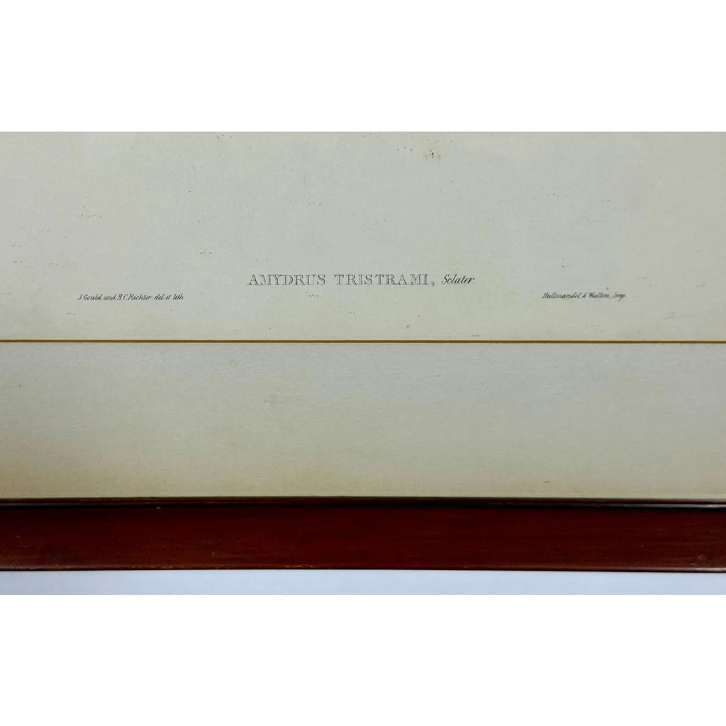 Original 19th Century John Gould & H.C. Richter Hand-Colored Lithograph – Amydrus Tristrami i
