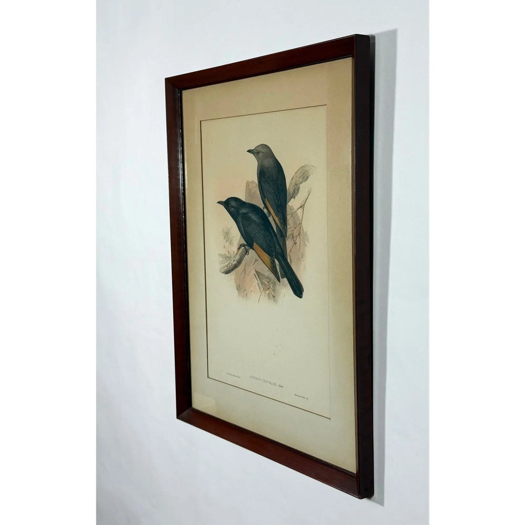 Original 19th Century John Gould & H.C. Richter Hand-Colored Lithograph – Amydrus Tristrami i