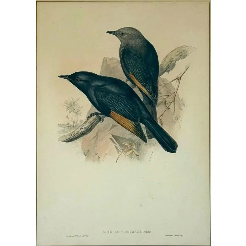 Original 19th Century John Gould & H.C. Richter Hand-Colored Lithograph – Amydrus Tristrami i