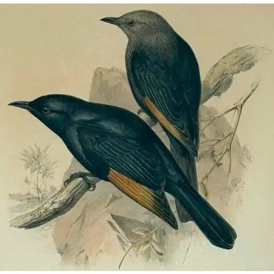 Original 19th Century John Gould & H.C. Richter Hand-Colored Lithograph – Amydrus Tristrami i