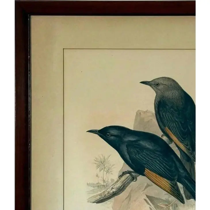 Original 19th Century John Gould & H.C. Richter Hand-Colored Lithograph – Amydrus Tristrami i