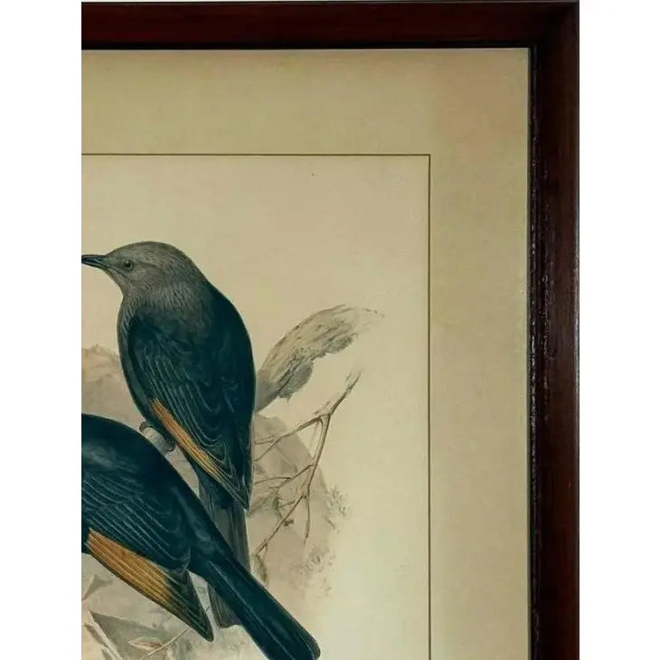 Original 19th Century John Gould & H.C. Richter Hand-Colored Lithograph – Amydrus Tristrami i