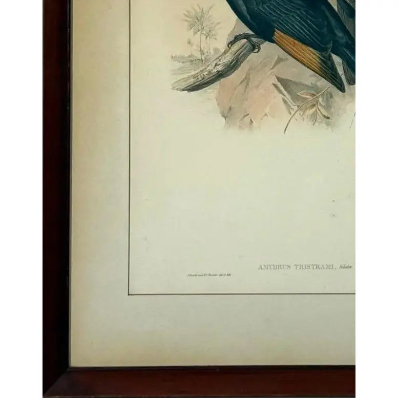 Original 19th Century John Gould & H.C. Richter Hand-Colored Lithograph – Amydrus Tristrami i