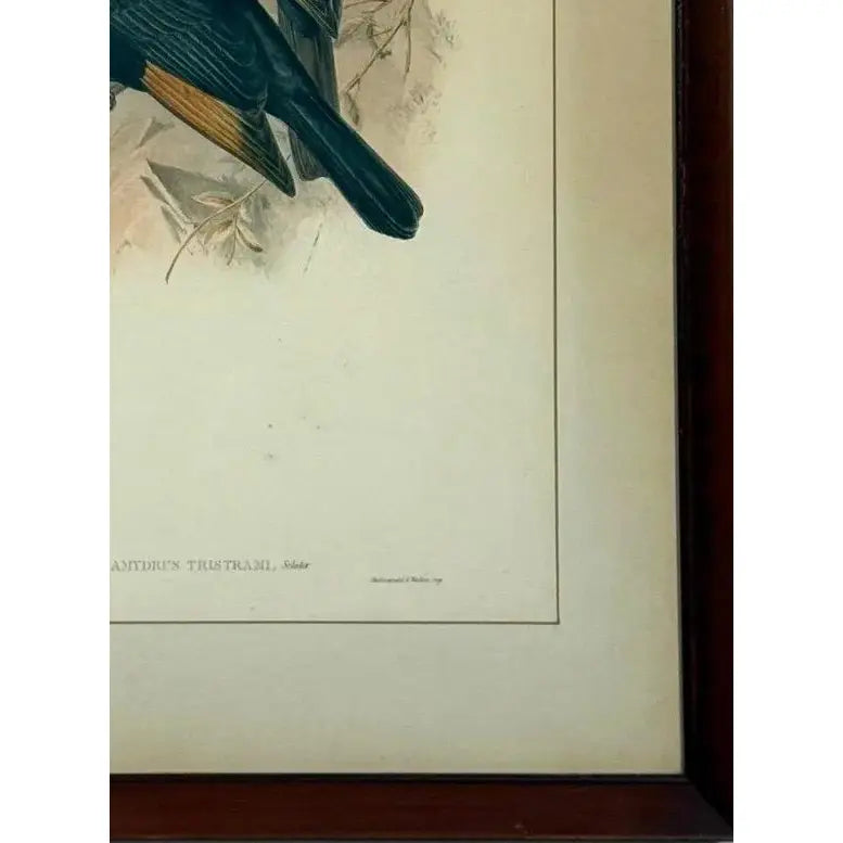 Original 19th Century John Gould & H.C. Richter Hand-Colored Lithograph – Amydrus Tristrami i