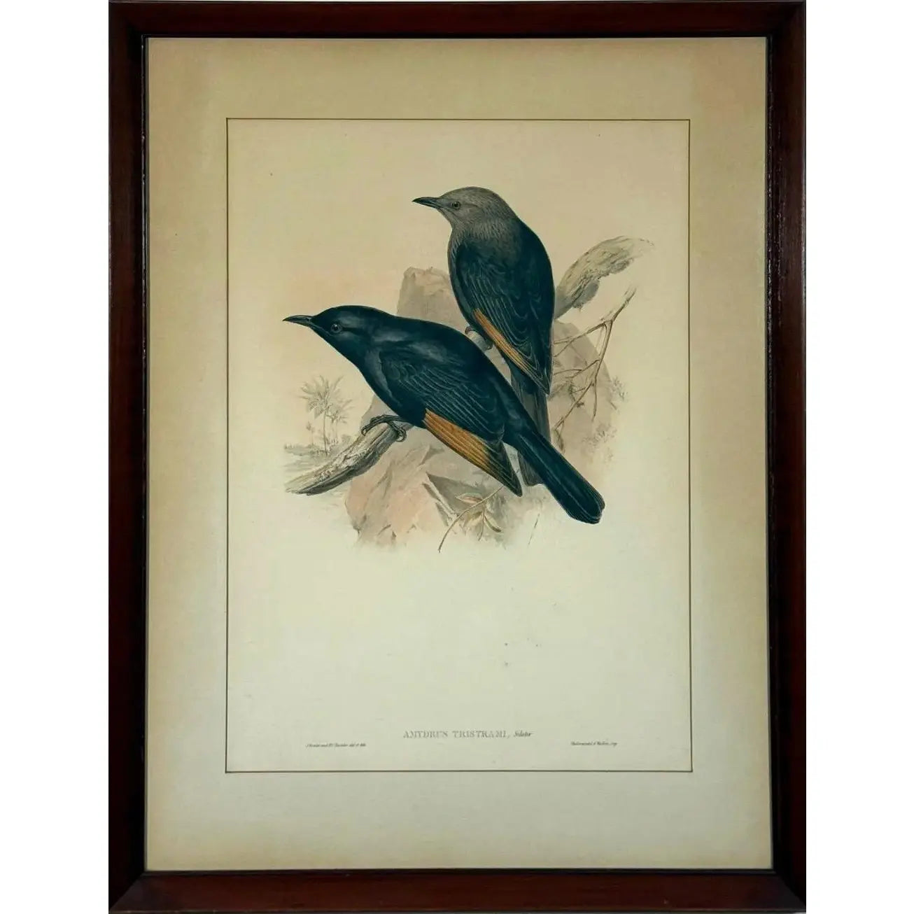 Original 19th Century John Gould & H.C. Richter Hand-Colored Lithograph – Amydrus Tristrami i